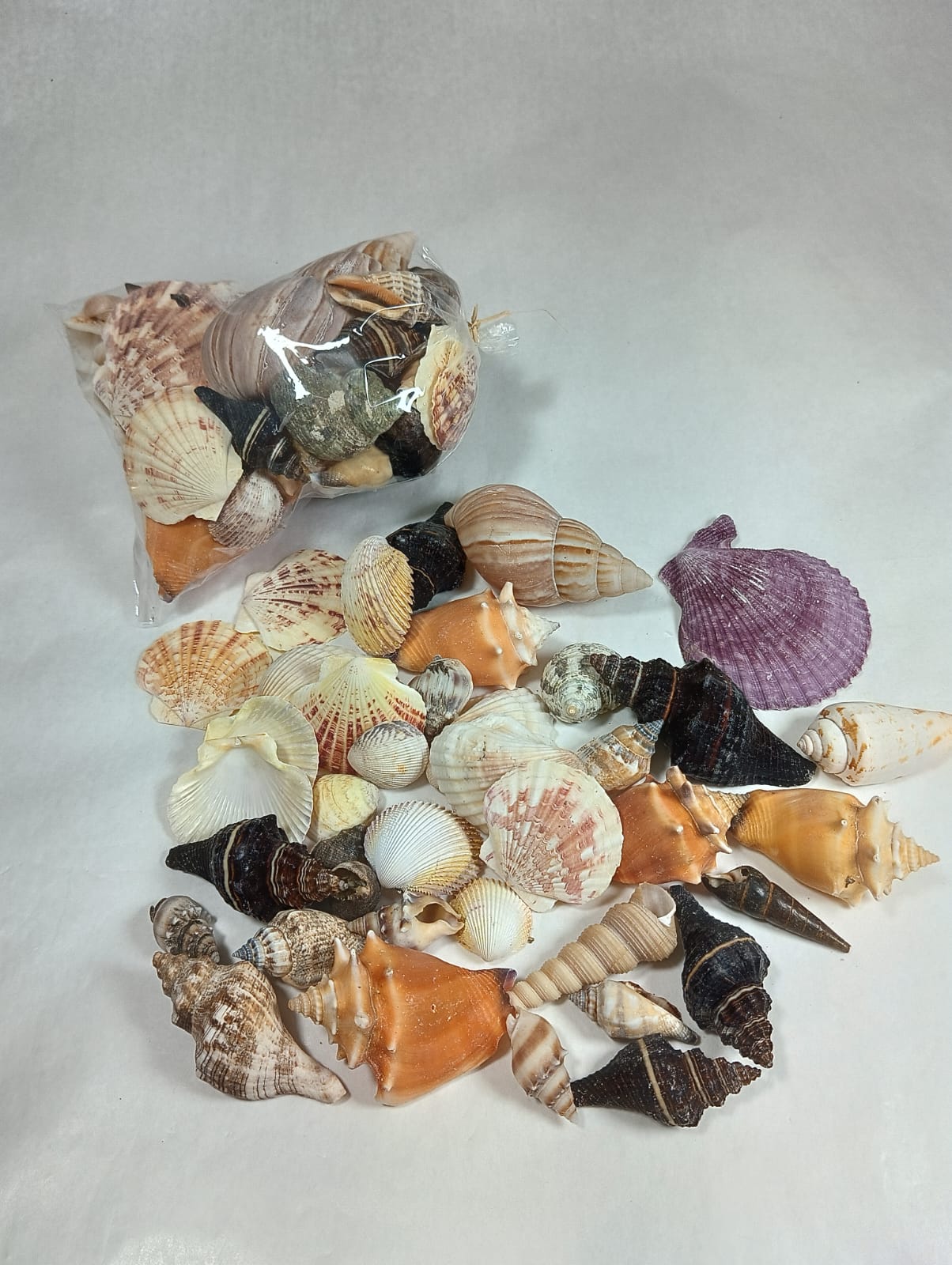 PCT Mix de Conchas