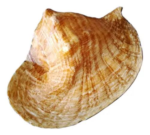 Caramujo Orelha
