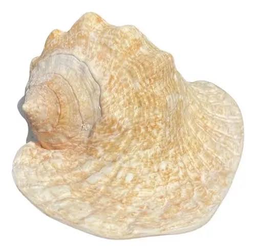 Caramujo Orelha