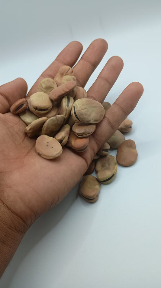 Fava de Yansã ( Dúzia )